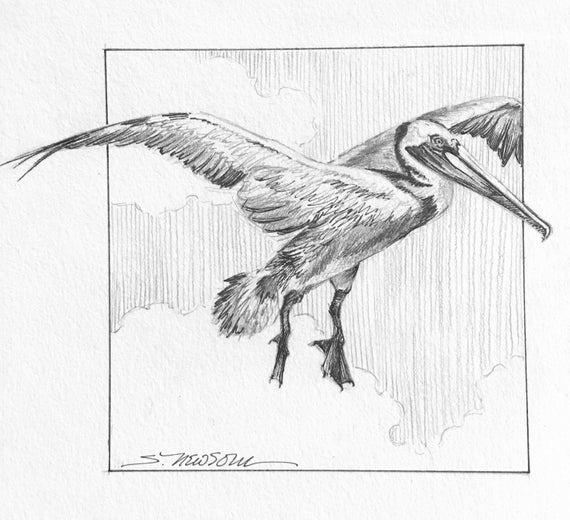 Pelican Drawing Best