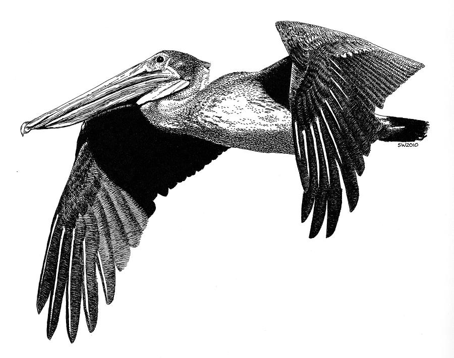 Pelican Drawing Creative Art