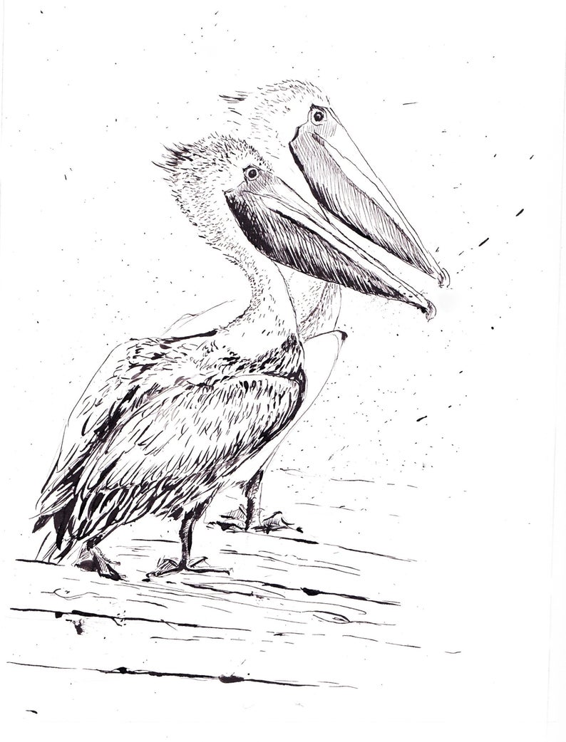 Pelican Drawing High-Quality