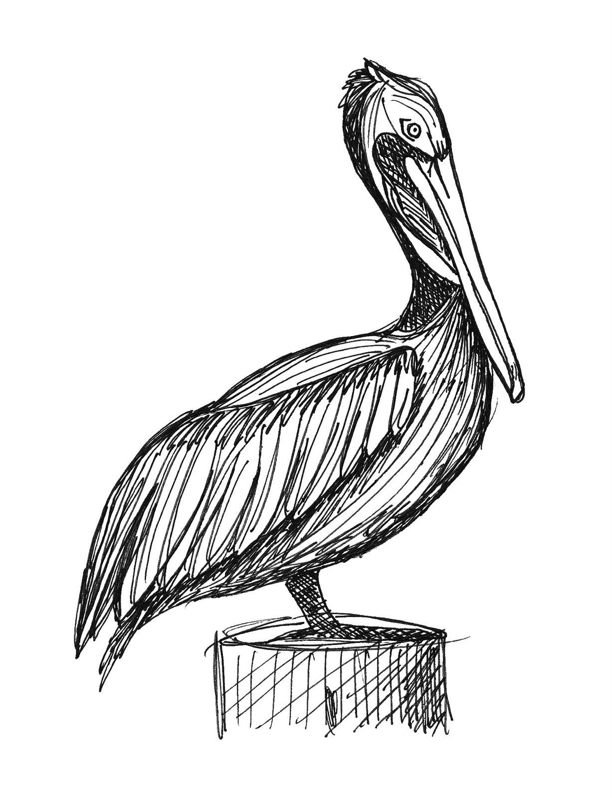 Pelican Drawing Image