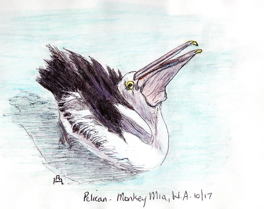 Pelican Drawing Images