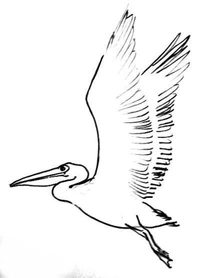 Pelican Drawing Photo
