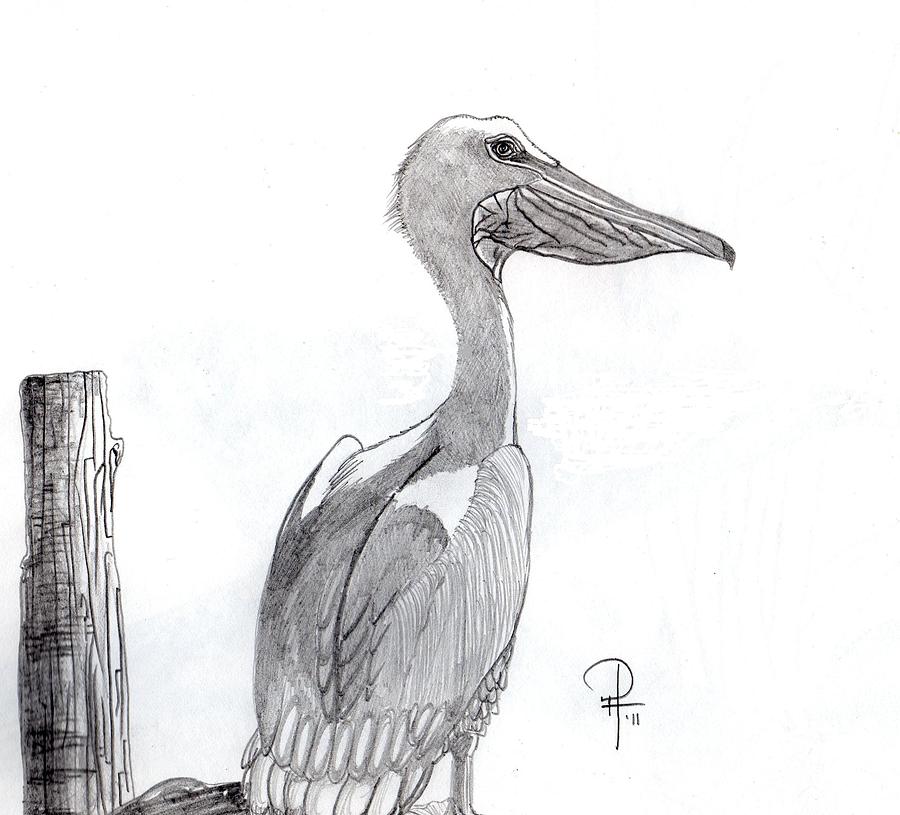 Pelican Drawing Photos