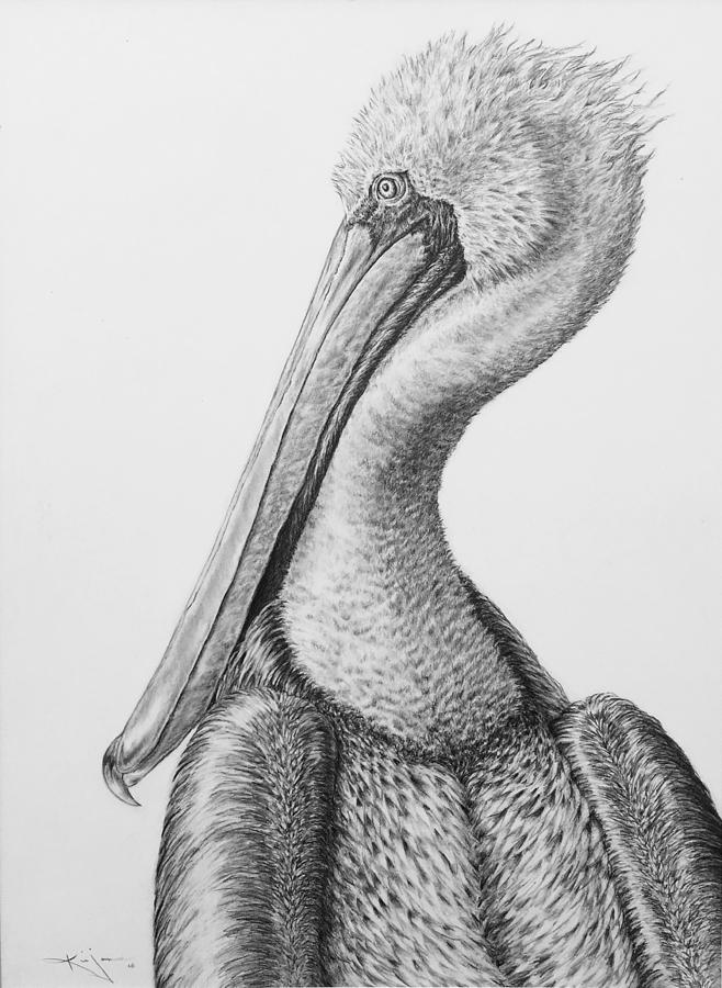 Pelican Drawing Pic