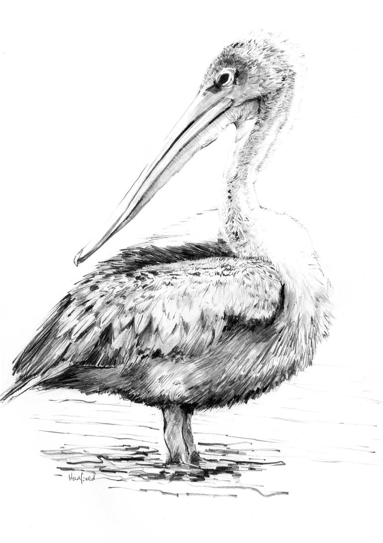 How to draw a Pelican tutorial