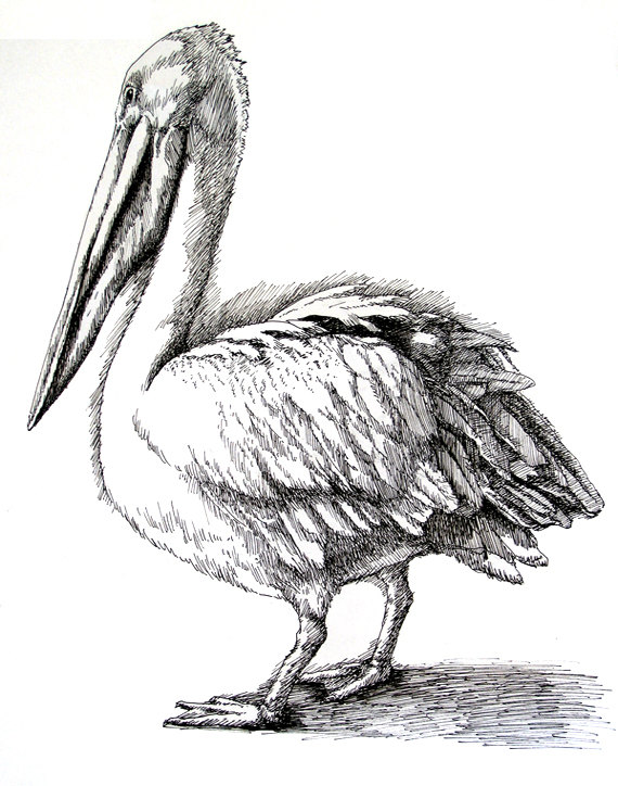 Pelican Drawing Picture