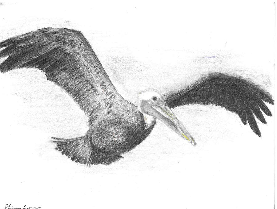 Pelican Drawing Pictures