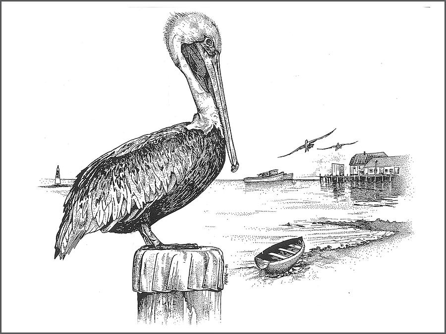 Pelican Drawing Realistic