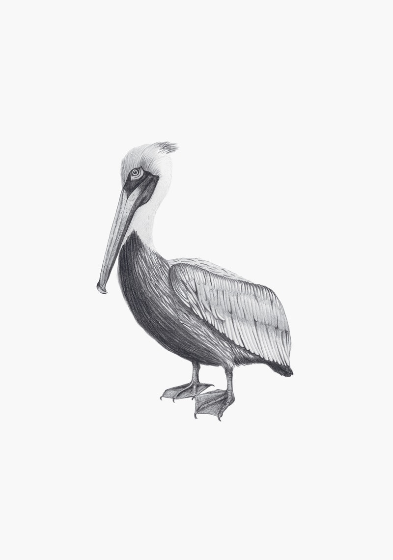 Pelican Drawing Sketch