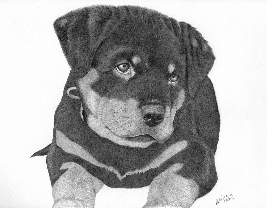 Rottweiler Art Drawing