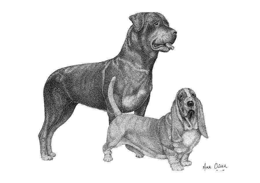 Rottweiler Drawing Beautiful Image