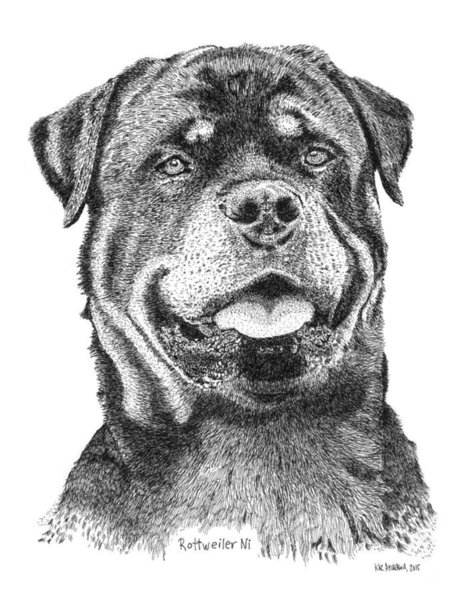 Rottweiler Drawing Best