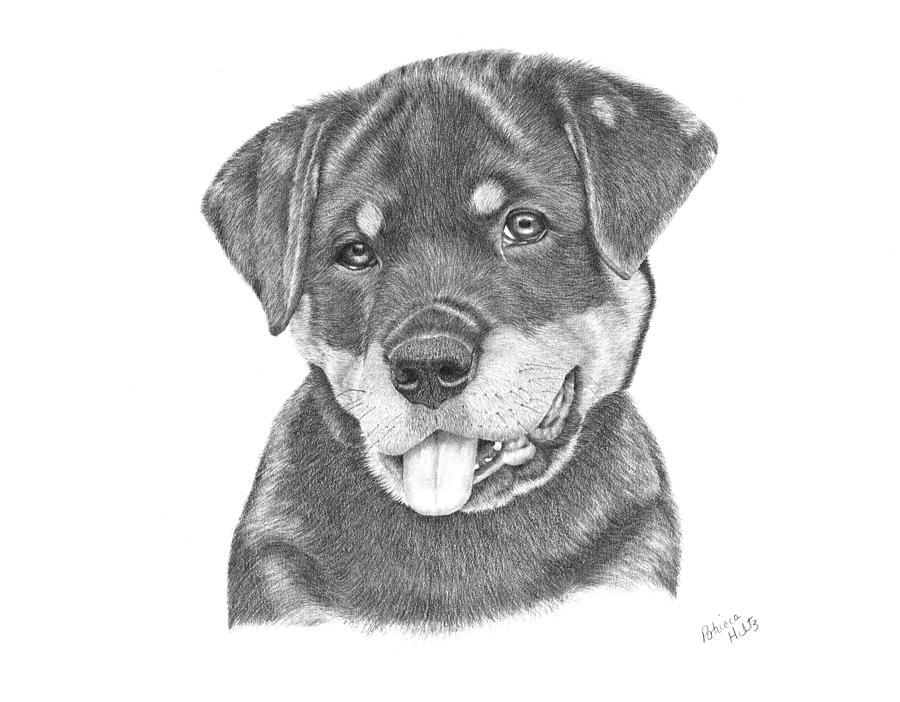 Rottweiler Drawing High-Quality