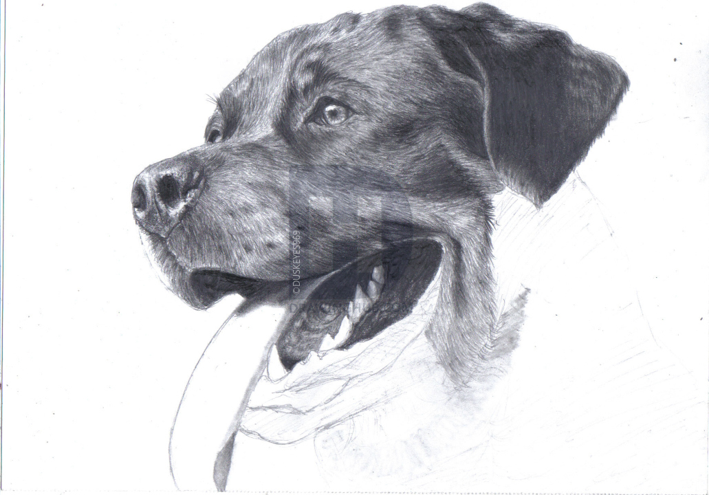Rottweiler Drawing Image