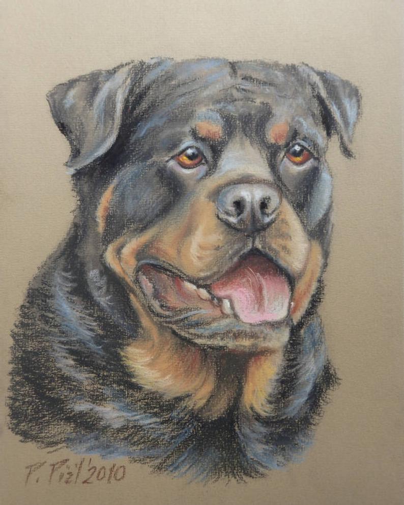 Rottweiler Drawing Photo