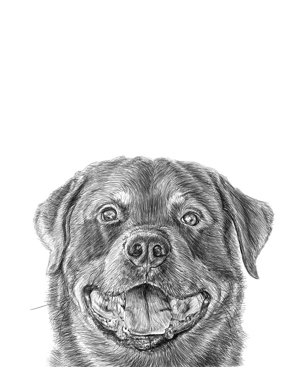 Rottweiler Drawing Pic
