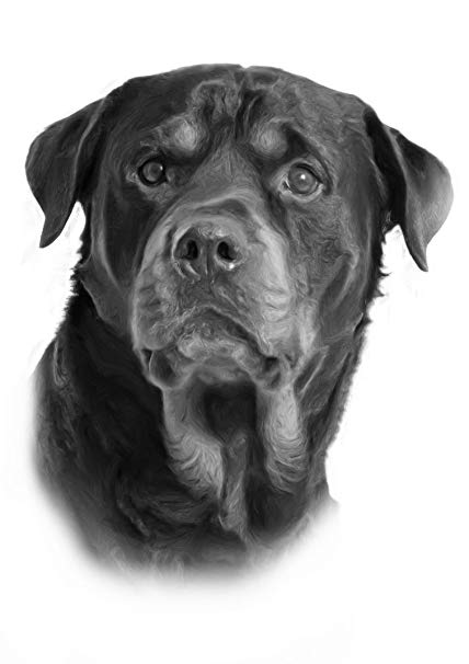 Rottweiler Drawing Pics