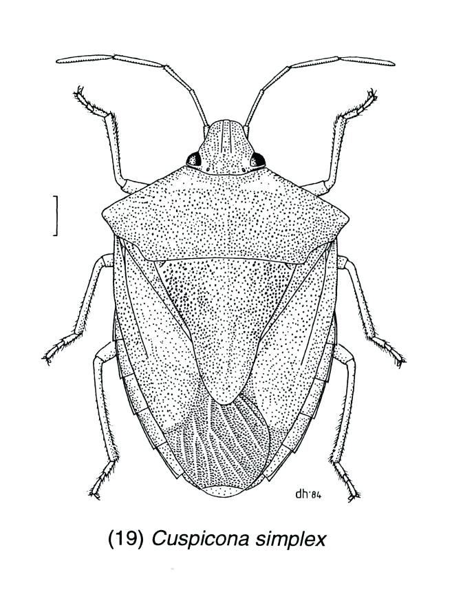 Simple Bug Drawing Pics