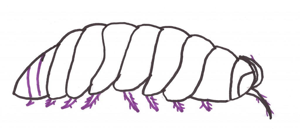 Simple Bug Drawing