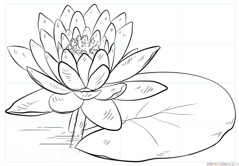 Water Lily Art Drawing