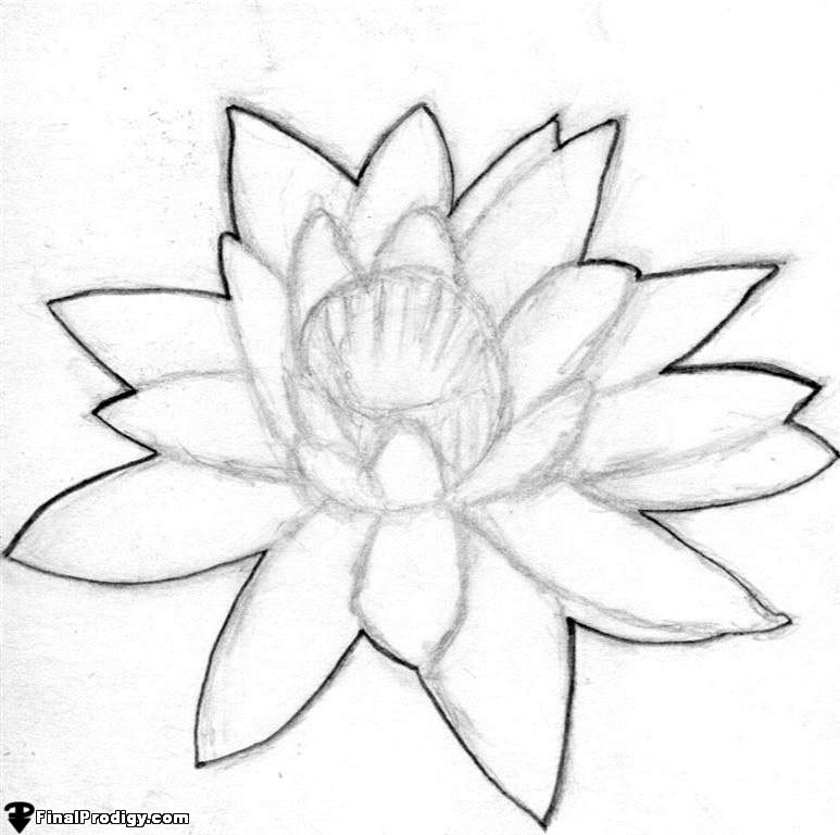 Water Lily Drawing Amazing