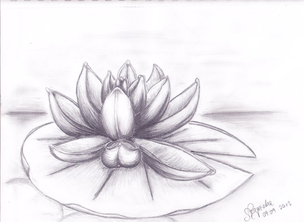 Water Lily Charcoal Drawing Print - Etsy