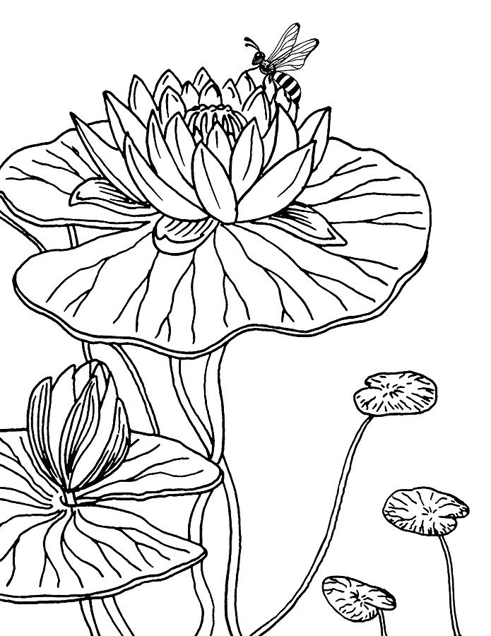 Water Lily Drawing High-Quality