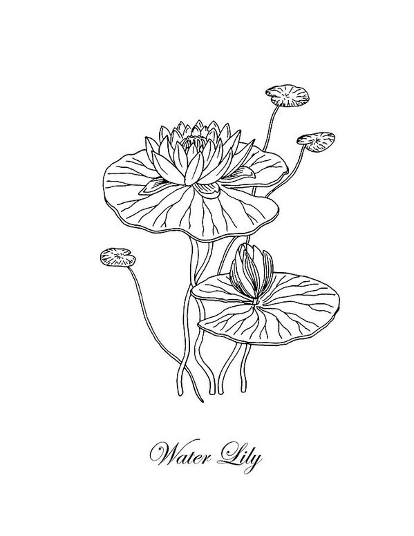 Water Lily Drawing Images