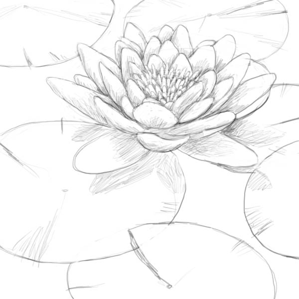 Water Lily Drawing Photo