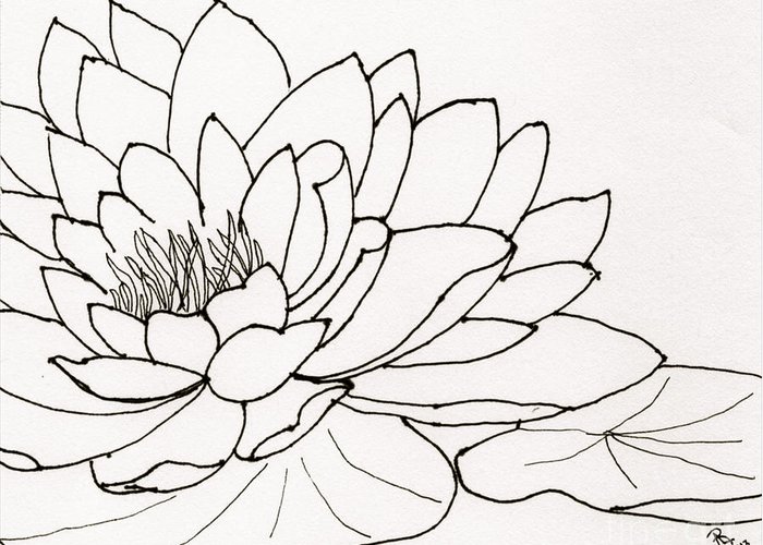 Water Lily Drawing Photos