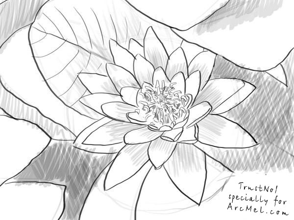 Water Lily Drawing Pic