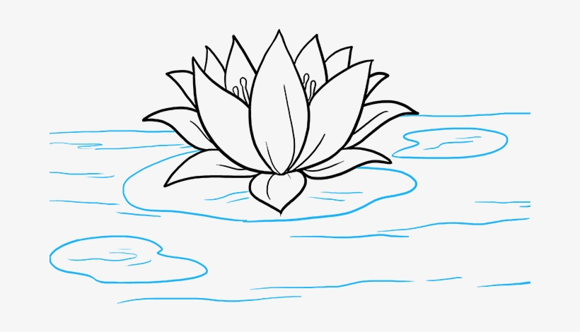 Water Lily Drawing Pics