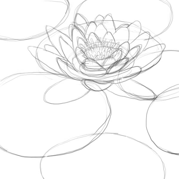 Water Lily Drawing Picture