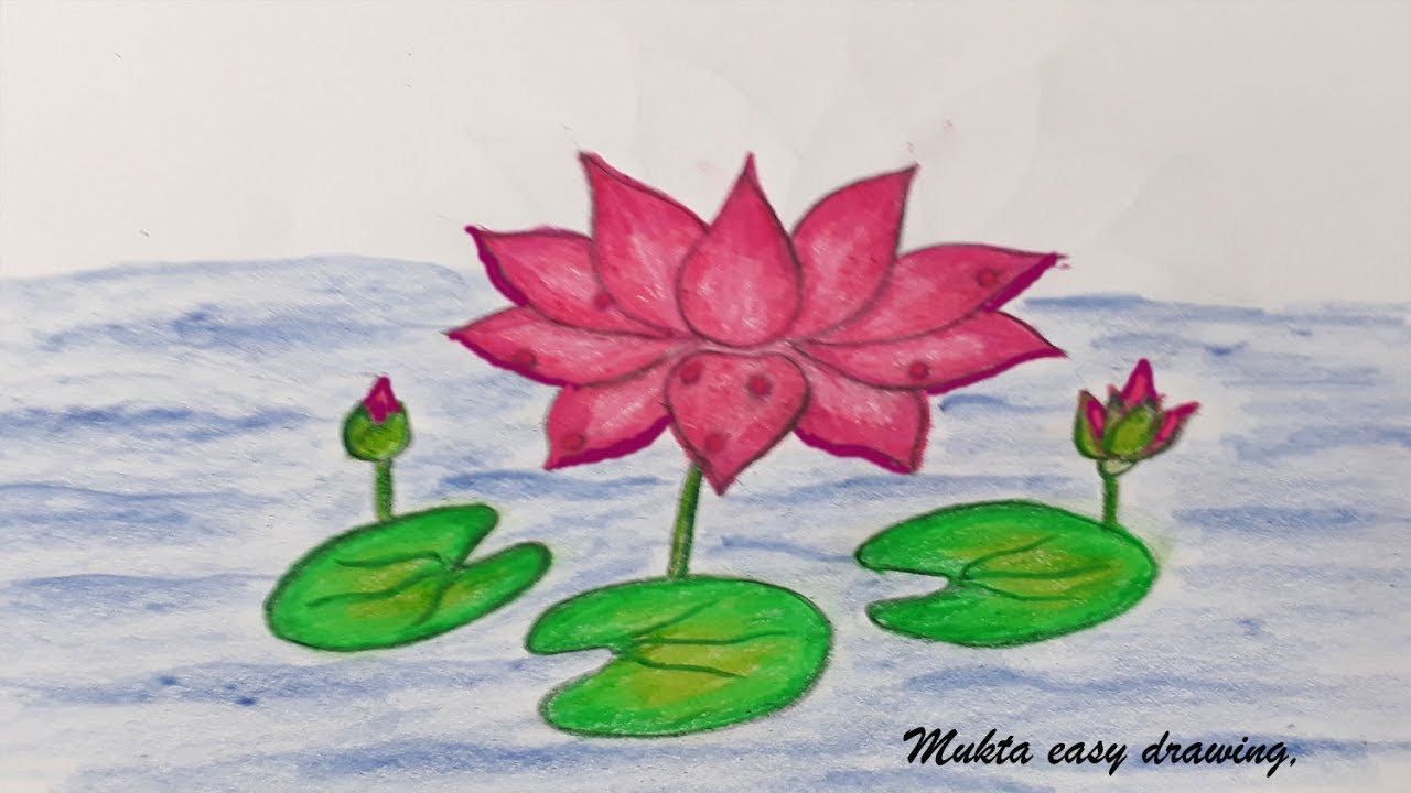 Water Lily Drawing Realistic
