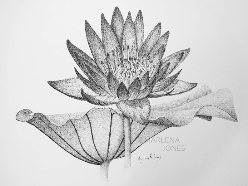 Water Lily Drawing Sketch