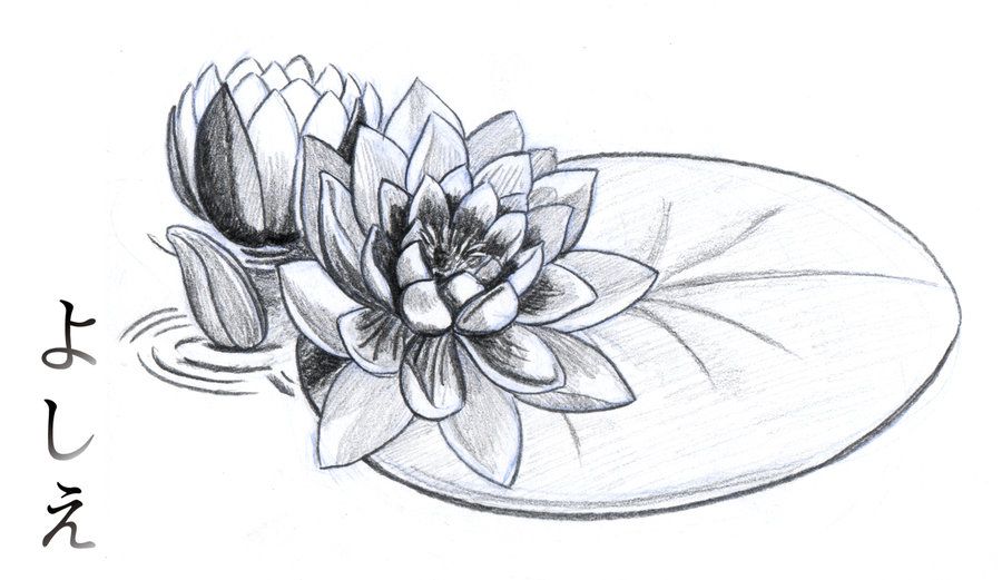 Water Lily Drawing