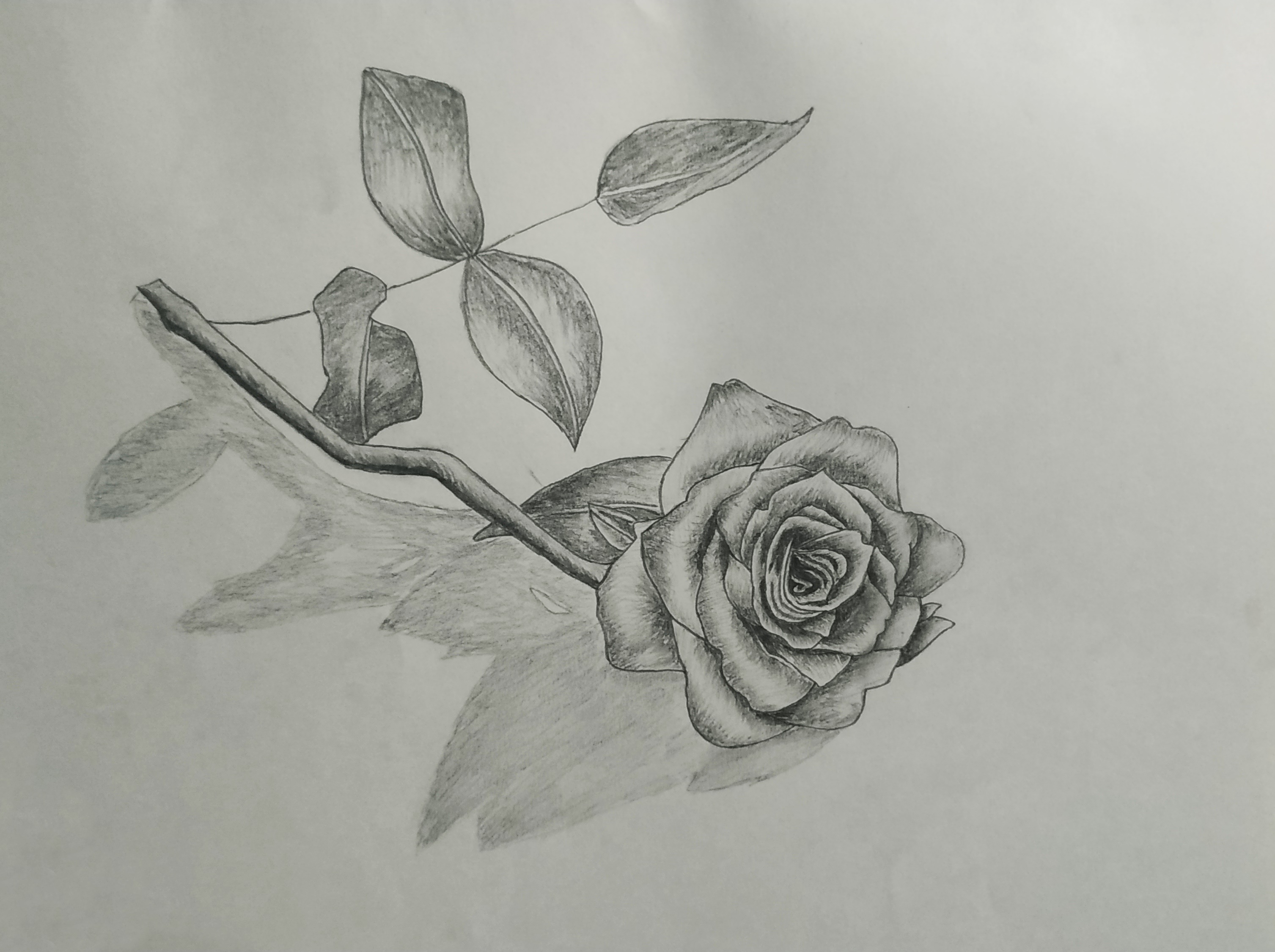 3D Rose Art Drawing