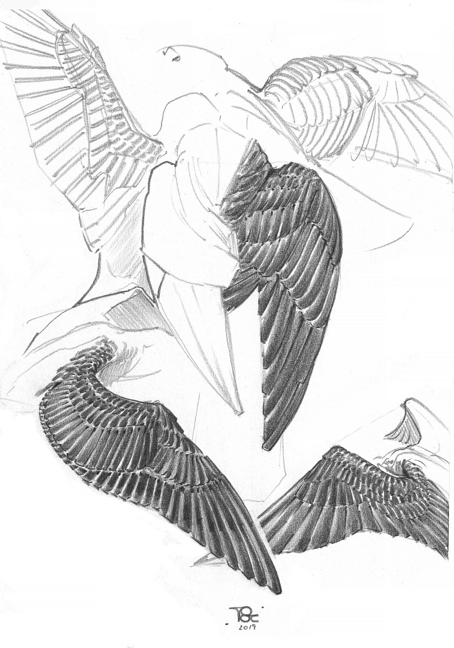 Angel Wings Drawing Photo