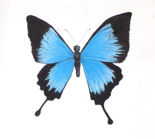 Blue Butterfly Drawing Beautiful Art