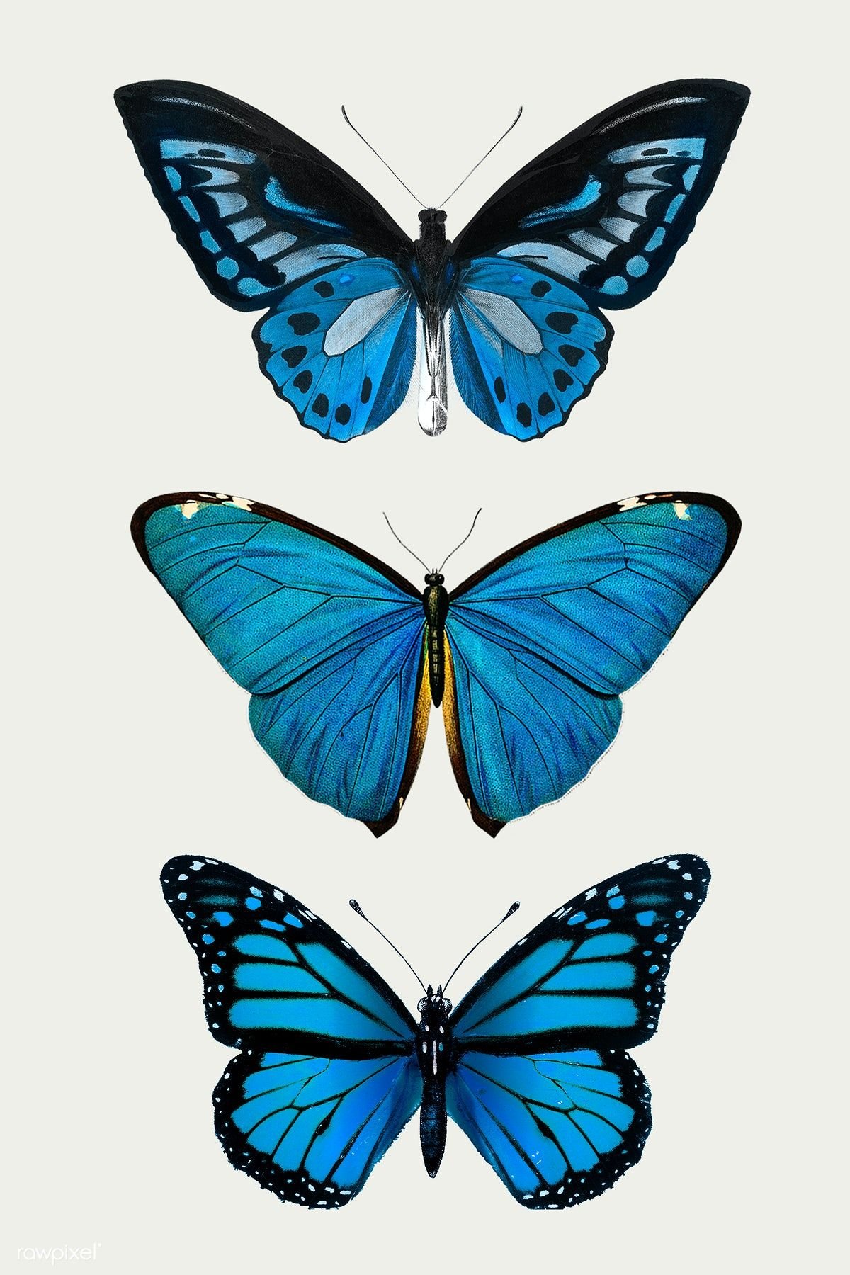 Blue Butterfly Drawing Best