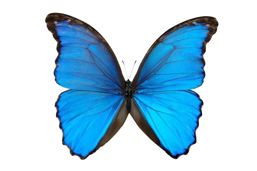 Blue Butterfly Drawing Image