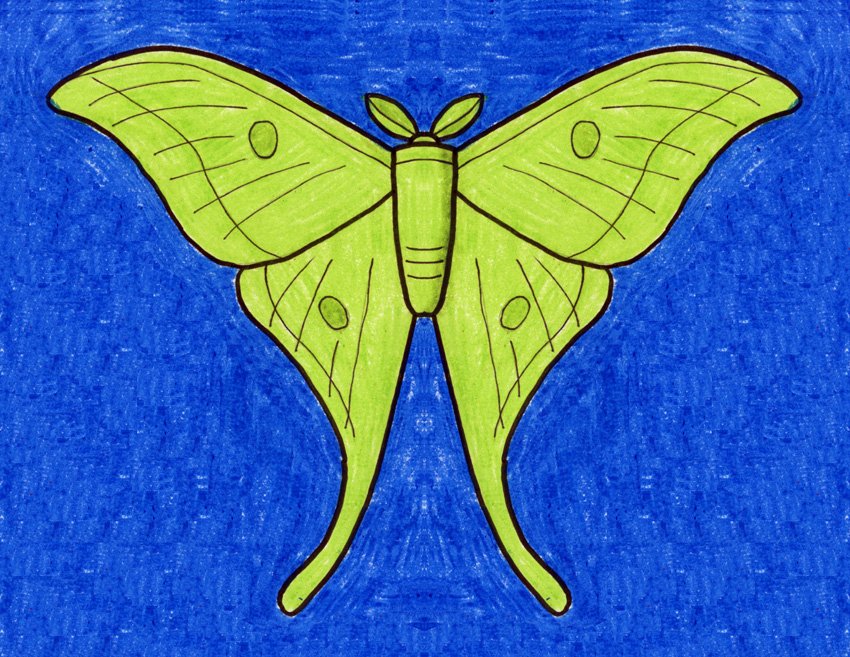 Blue Butterfly Drawing Images