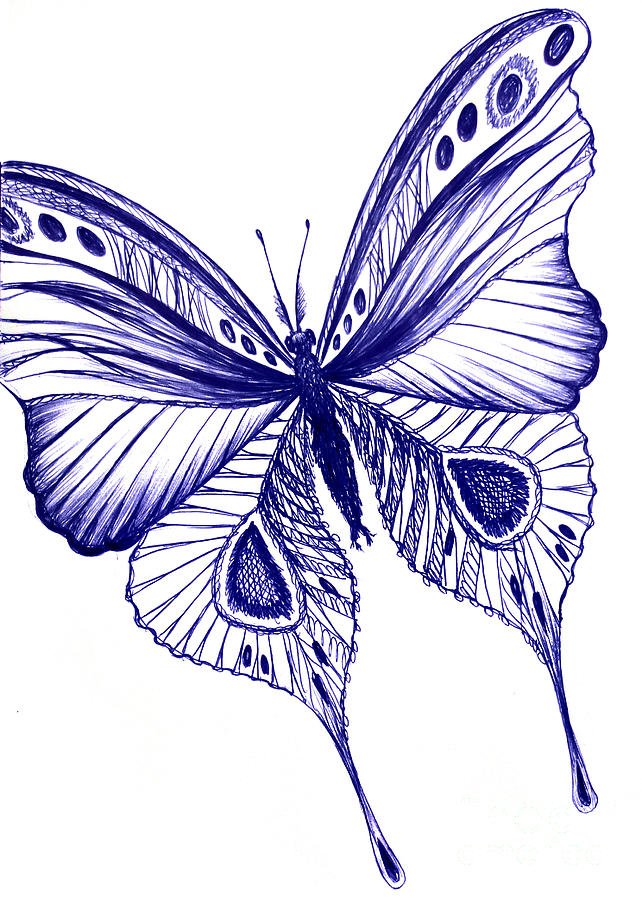 Blue Butterfly Drawing Pic