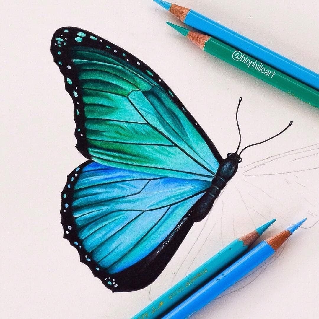 Blue Butterfly Drawing Pics
