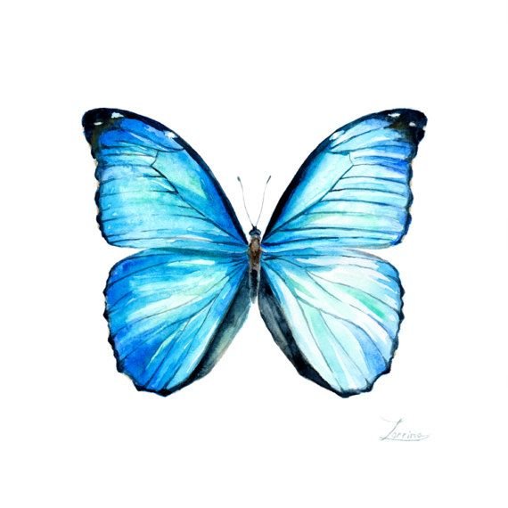 Blue Butterfly Drawing