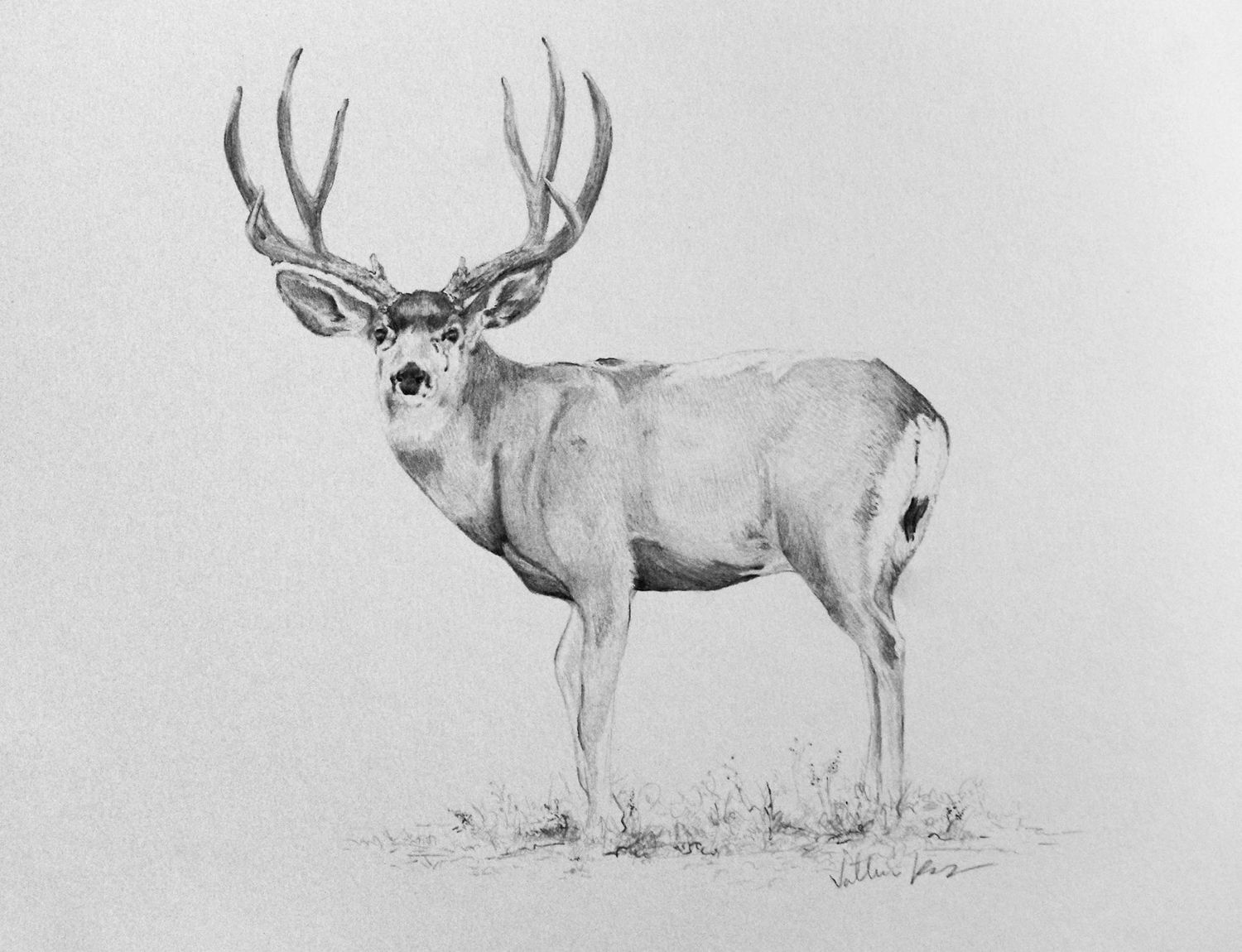 Buck Drawing Beautiful Image