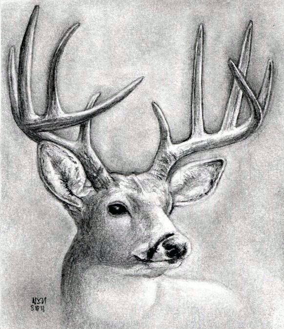 Buck Drawing Best