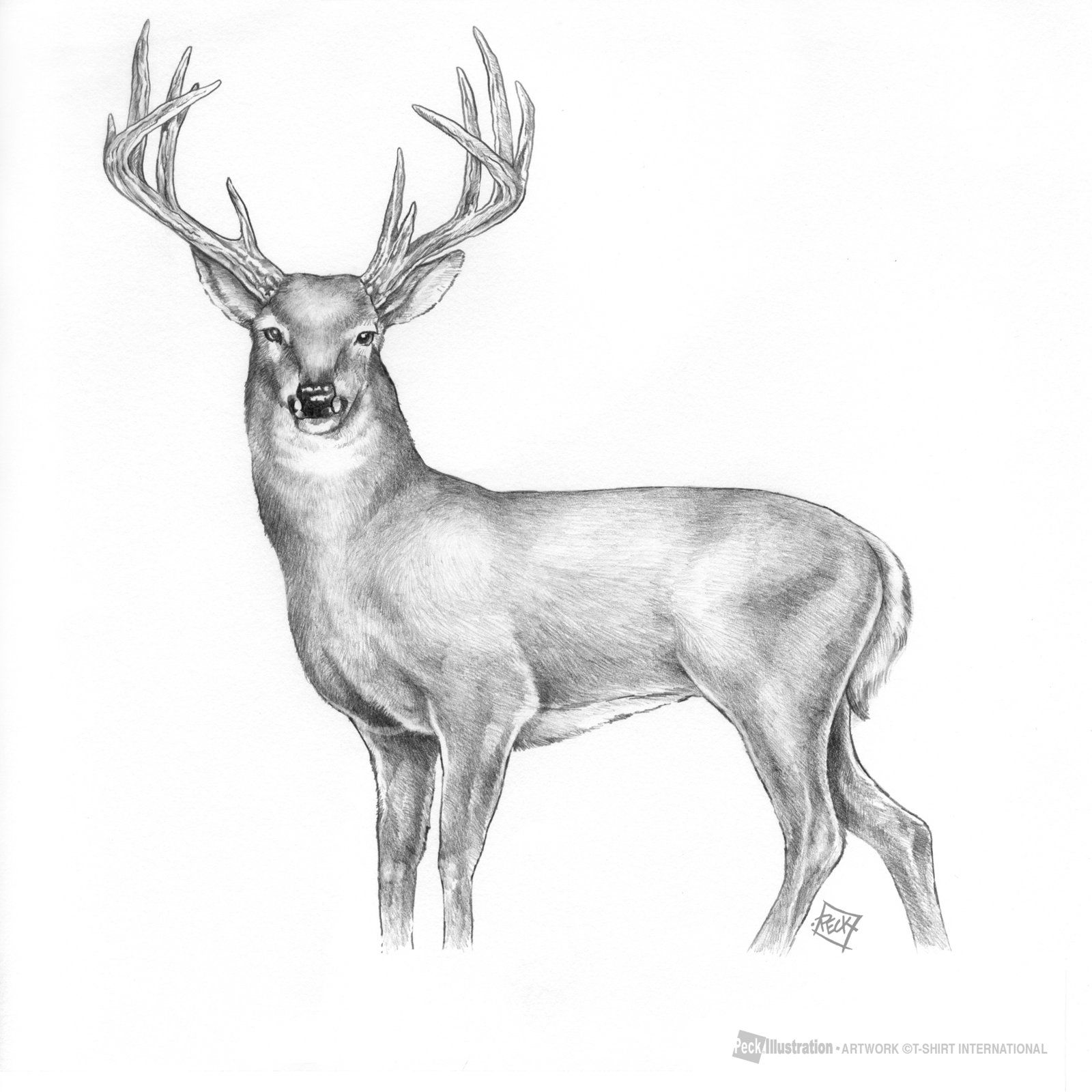 Buck Drawing Image