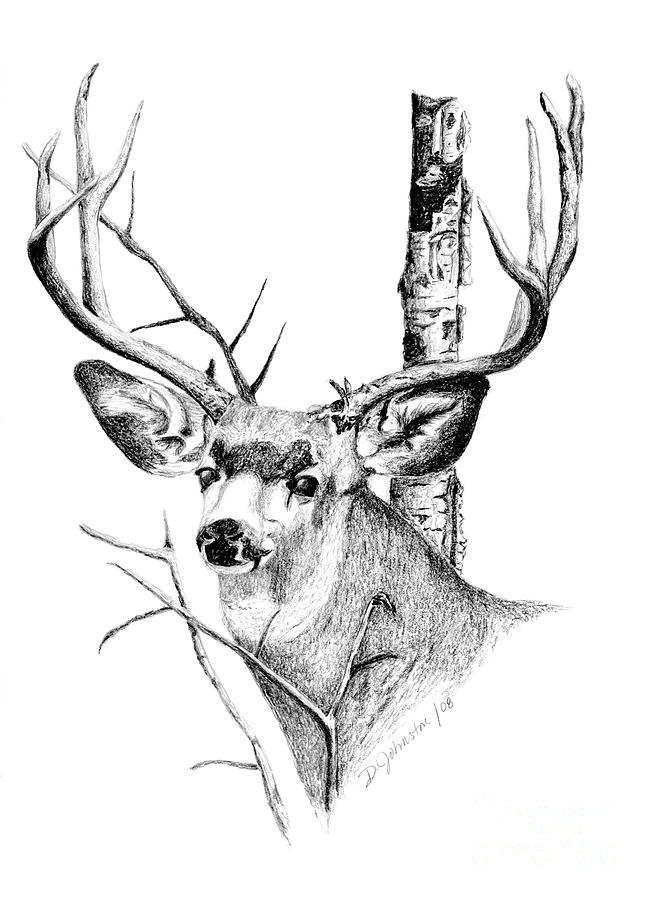 Buck Drawing Images