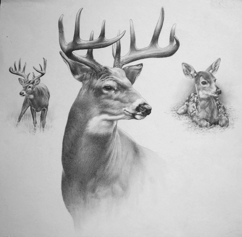 Buck Drawing Photo